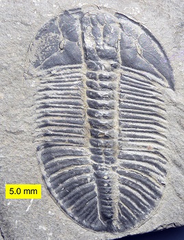 Trilobite cámbrico