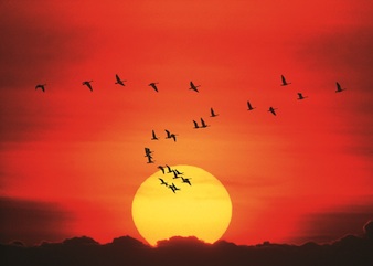 Migración de gansos en el cielo.