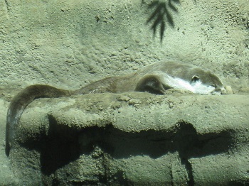 Nutria africana sin garras