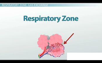 capilares en zona respiratoria