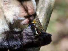Capuchino comiendo