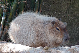 capibara