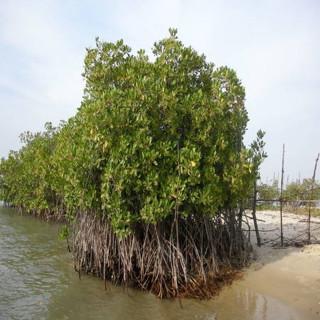 Árboles de manglares