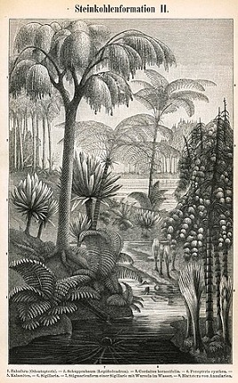 Una ilustración en blanco y negro de plantas prehistóricas parecidas a palmeras.