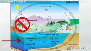 El carbono puede entrar en el océano