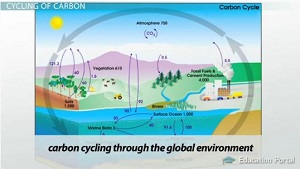 Ciclo del carbono