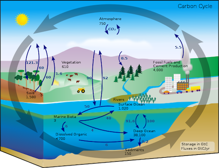 Un diagrama ilustrado del ciclo del carbono, con flechas cíclicas que muestran cómo el carbono se mueve de la atmósfera a la tierra y vuelve a la atmósfera.