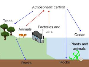 Ciclo del carbono