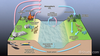 ciclo de carbono CO2