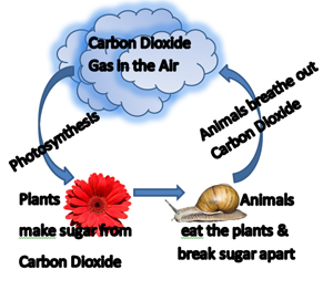 Ciclo del carbono parcial