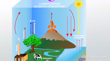 ciclo de carbono
