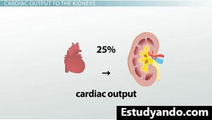 Porcentaje de gasto cardíaco