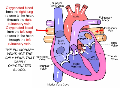 Diagrama de circulación cardiopulmonar