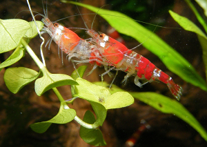 camarón