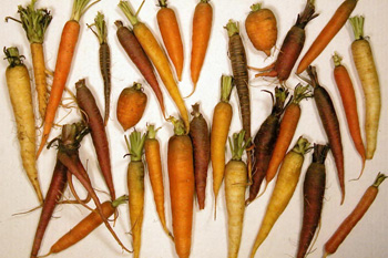Diversidad de color de carotenoides en zanahorias