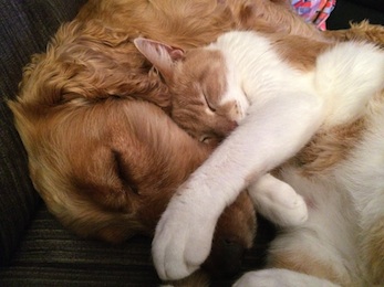 gato y perro durmiendo