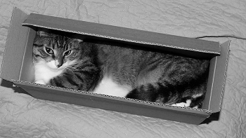 gato en una caja