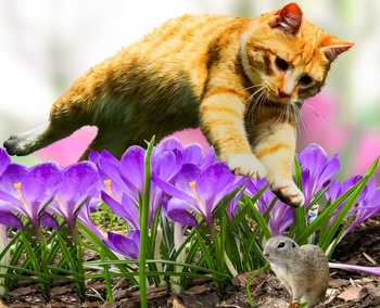 gato y roedor