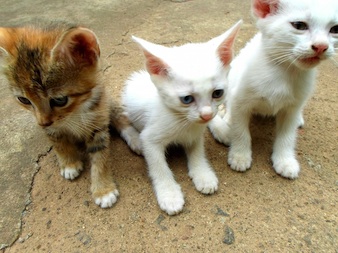 Tres gatitos.