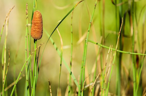 totora
