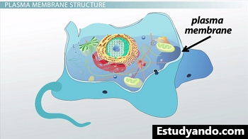 Diagrama de una celda