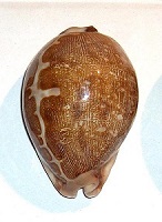 Concha de cauri