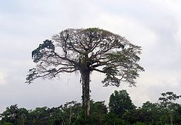 Árbol de Kapok