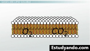 Moléculas de lípidos de la membrana celular