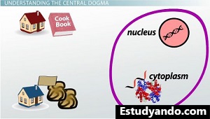 Dogma central