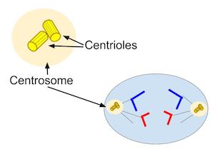 centrosoma