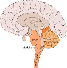 cerebelo
