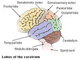El cerebelo es el área principal del cerebro afectada por la ataxia.