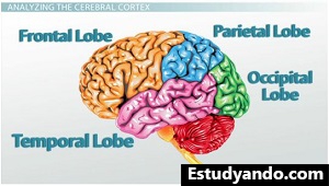 Lóbulos de la corteza cerebral