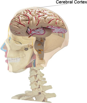 corteza cerebral