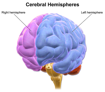 hemisferios cerebrales