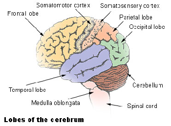 Diagrama del cerebro