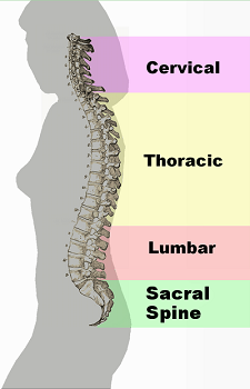 columna cervical