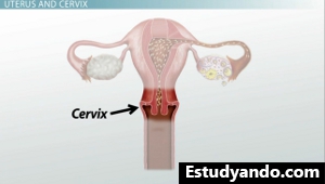 Diagrama de cuello uterino