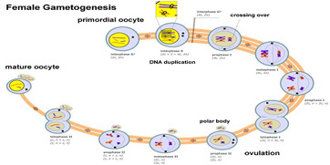 Gráfico das etapas da meiose