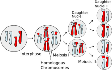 Tabla de meiosis