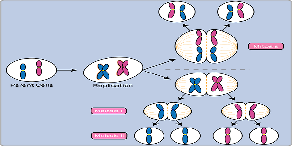 Gráfico de desarrollo de la mitosis frente a la meiosis