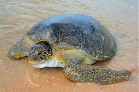 Una fotografía muestra una tortuga marina verde en una playa.