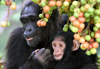 Chimpancés comiendo