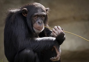 chimpancé con palo