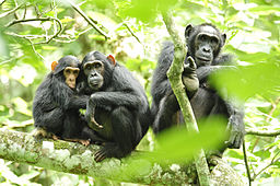 Grupo de chimpancés