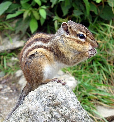 Una fotografía de una ardilla listada.