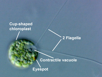 Fotografía de microscopio de un protista parecido a una planta.