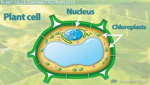 Imagen de los cloroplastos