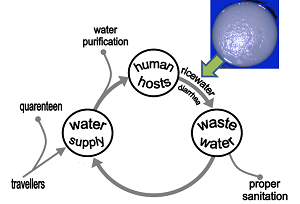 La transmisión de Vibrio cholerae se puede prevenir mediante el tratamiento del agua y las aguas residuales