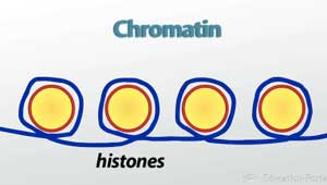 Ilustración de cromatina e histonas